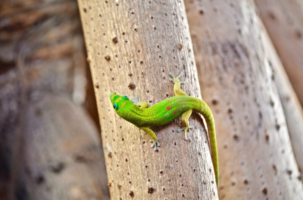 local green and red lizard